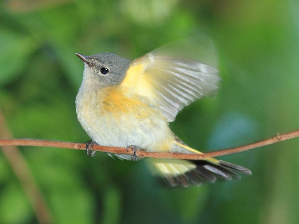 American Redstart 20121012 by Kenneth Cole Schneider is licensed under CC BY-NC-ND 2.0